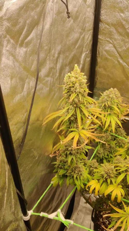 Zkittlez