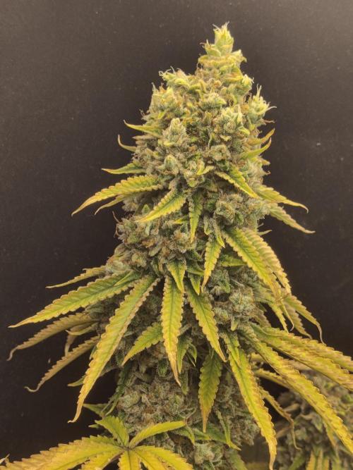Zkittlez. Week 18