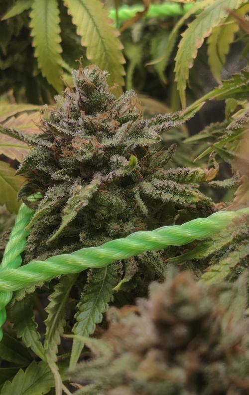 Zkittlez. Week 18