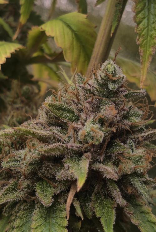 Zkittlez. Week 18