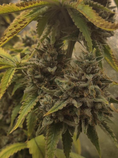 Zkittlez. Week 18