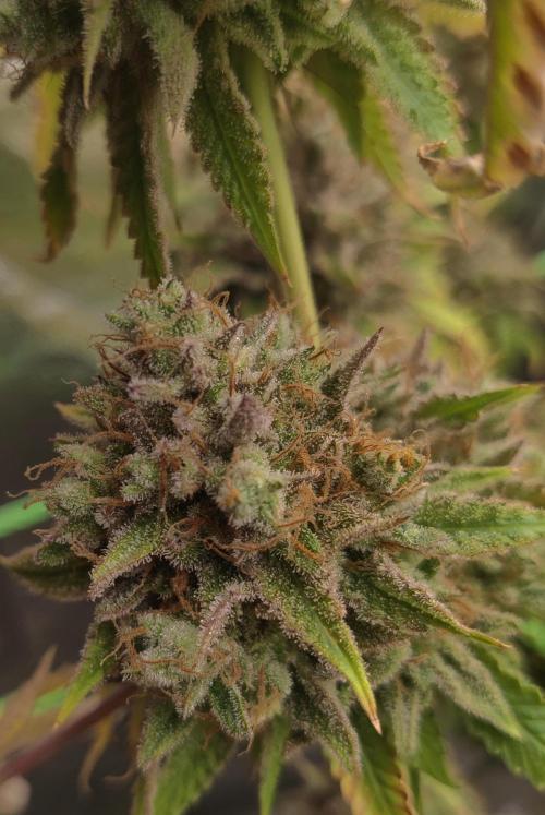 Zkittlez. Week 18