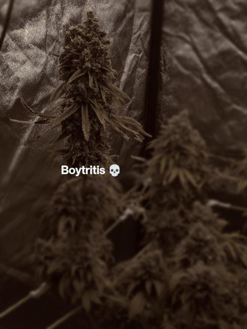 Zkittlez. Week 19