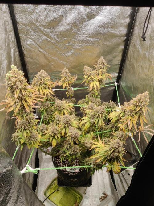 Zkittlez. Week 19