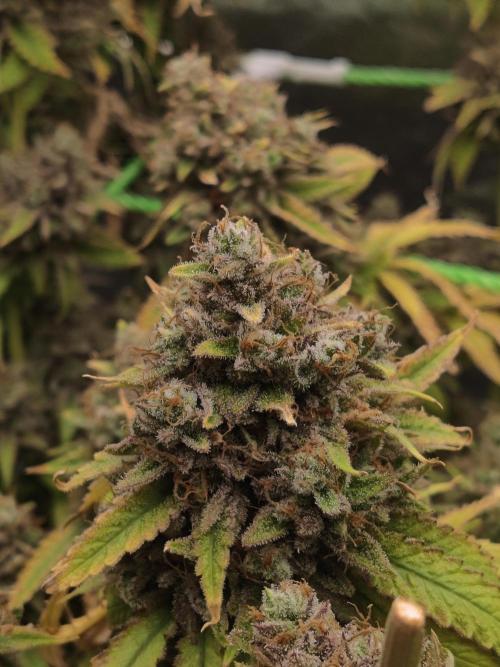 Zkittlez. Week 19