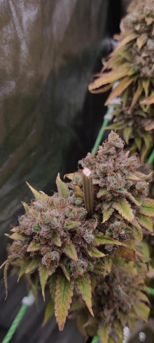 Zkittlez. Week 19
