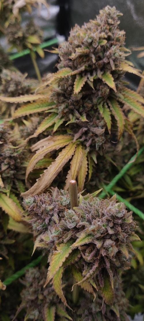 Zkittlez. Week 19