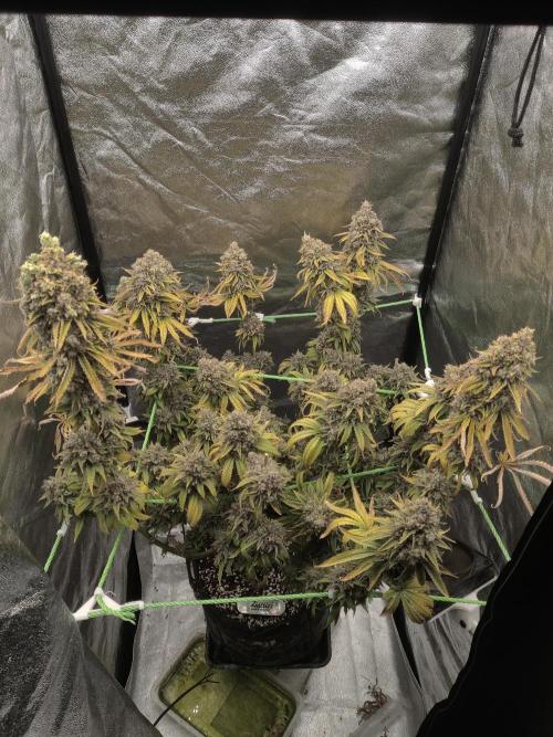 Zkittlez. Week 19