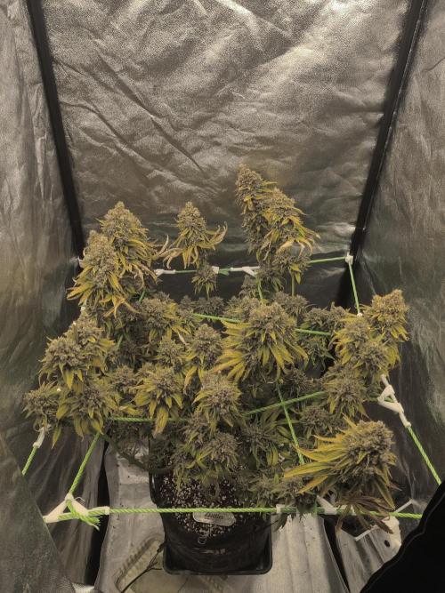 Zkittlez. Week 19
