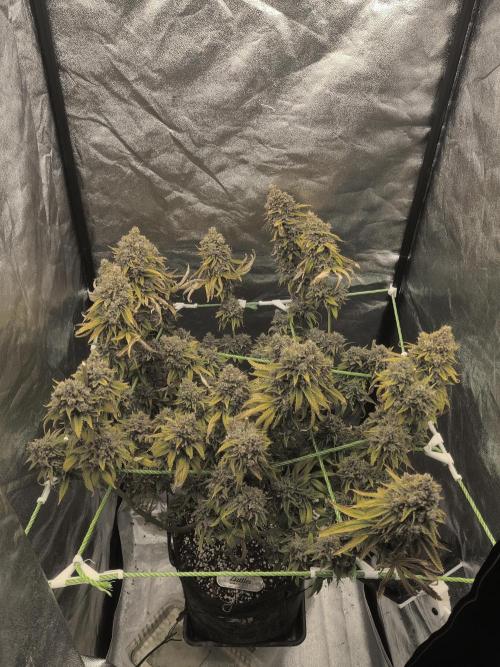 Zkittlez. Week 19