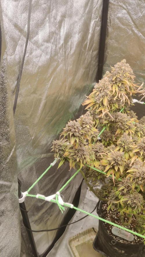 Zkittlez