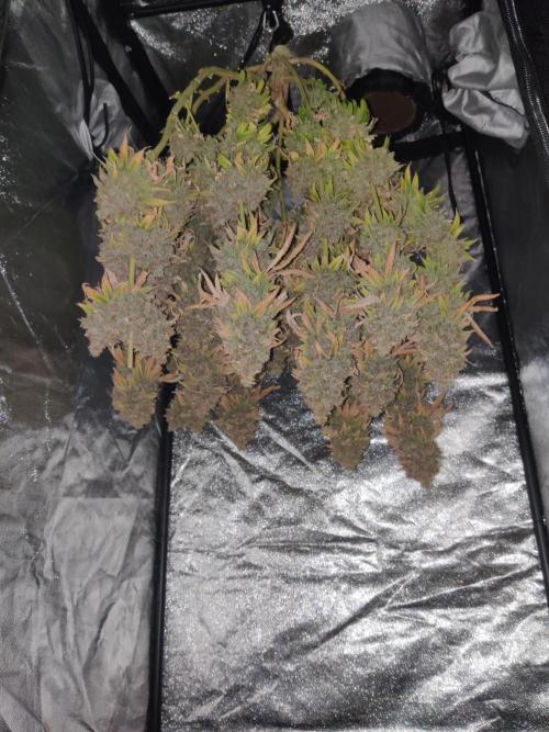 Zkittlez. Week 20