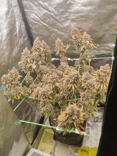Zkittlez. Week 20