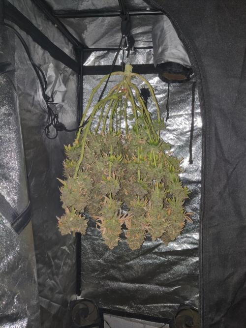 Zkittlez. Week 20