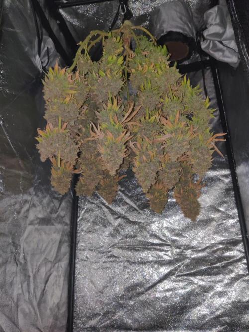 Zkittlez. Week 20