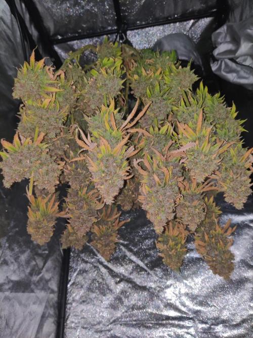 Zkittlez. Week 20