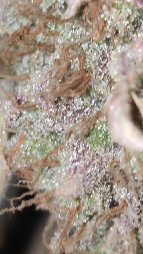 Zkittlez