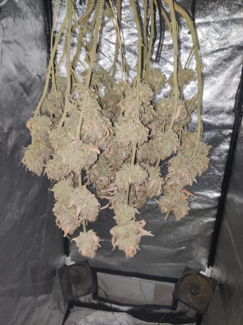 Zkittlez. Week 20