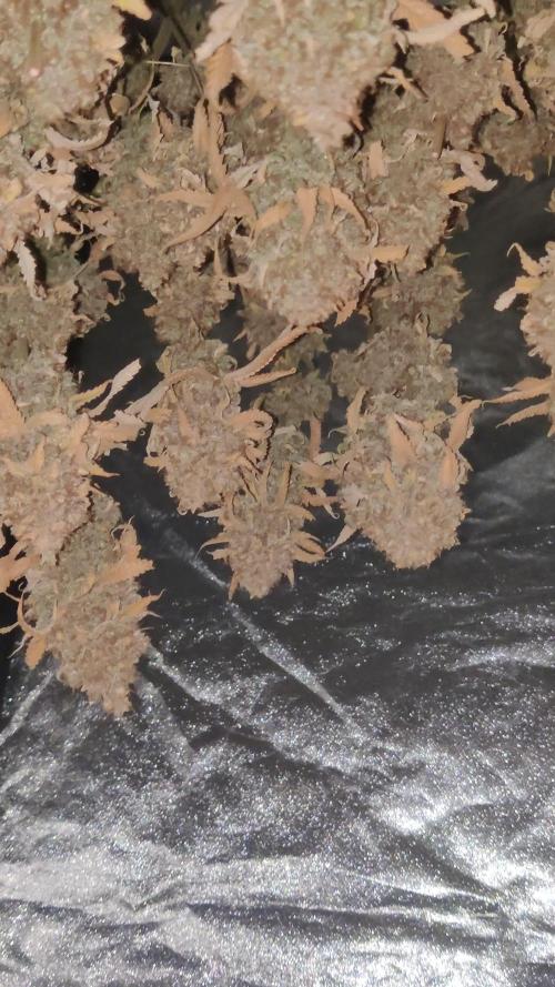Zkittlez