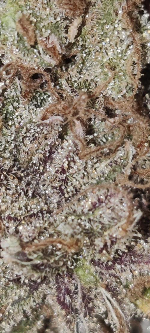 Zkittlez. Week 20