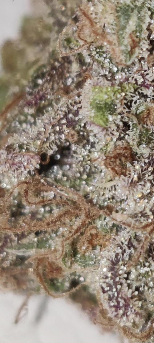 Zkittlez. Week 20