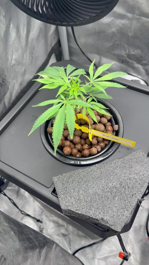 Mandarín Cookies hydro TBOF