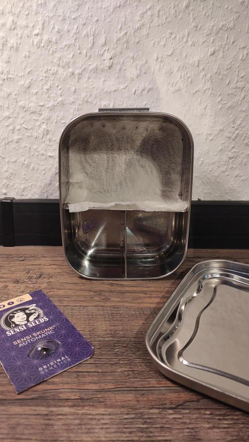 Sensi Skunk Auto. x6. Week 0