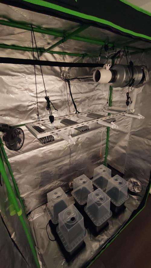 Sensi Skunk Auto. x6. Week 0