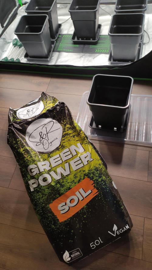 Sensi Skunk Auto. x6. Week 0