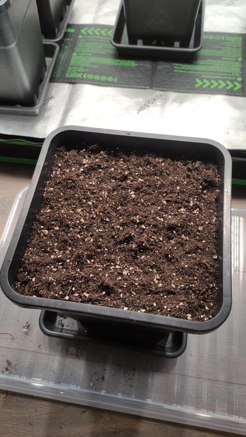 Sensi Skunk Auto. x6. Week 0