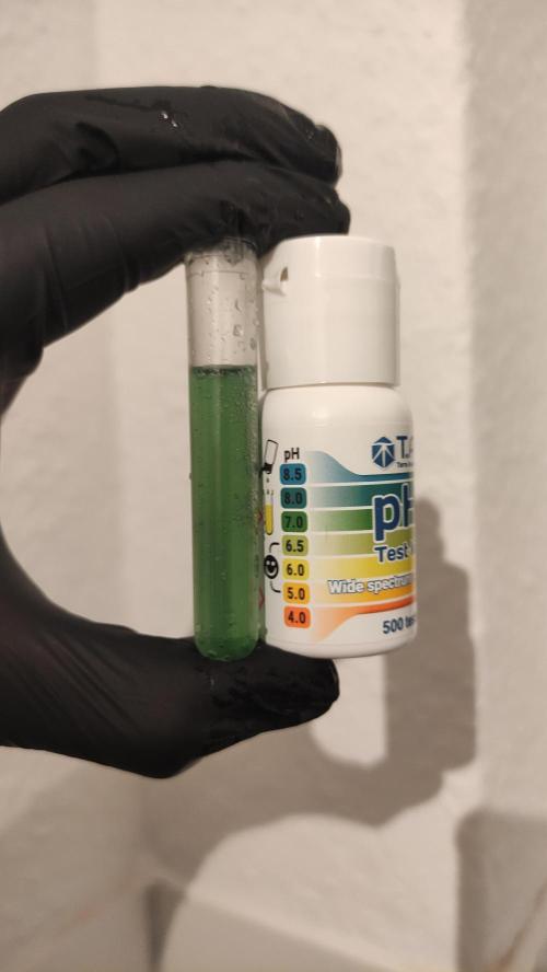 Sensi Skunk Auto. x6. Week 0