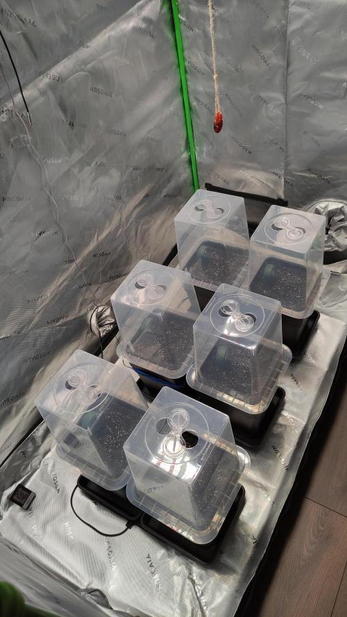 Sensi Skunk Auto. x6. Week 0