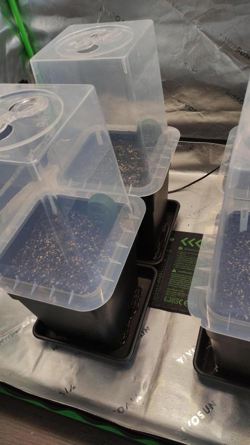 Sensi Skunk Auto. x6. Week 0