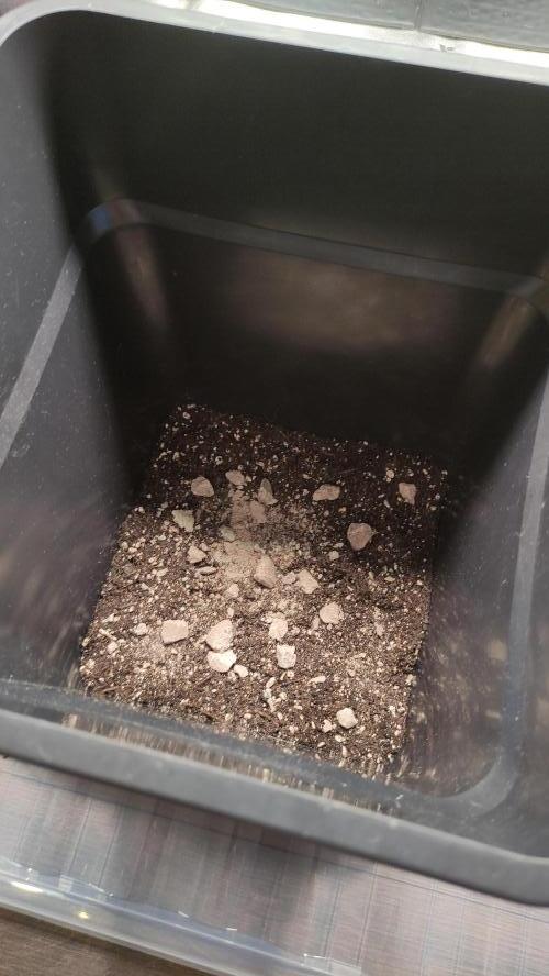 Sensi Skunk Auto. x6. Week 0