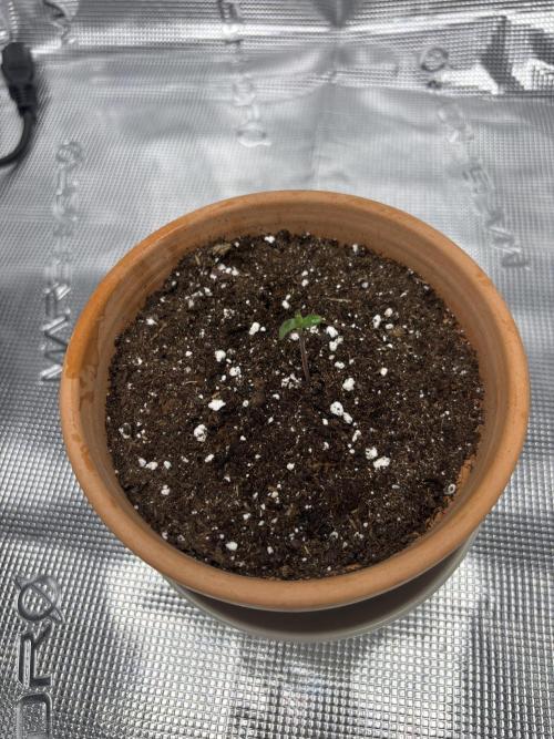 Hoping to achieve the red buds. Week 0