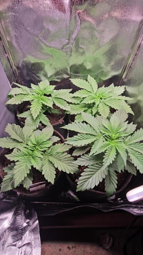 Speed Queen - Mandala Seeds (Minigrow)