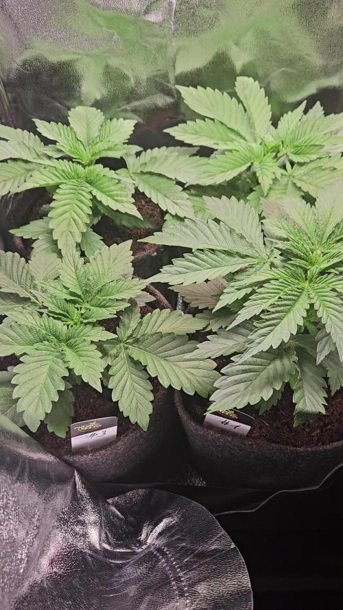 Speed Queen - Mandala Seeds (Minigrow)