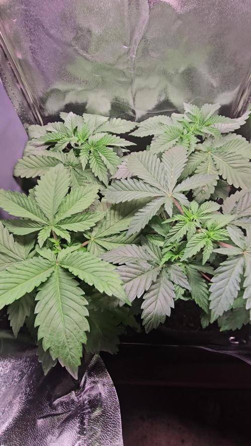 Speed Queen - Mandala Seeds (Minigrow)