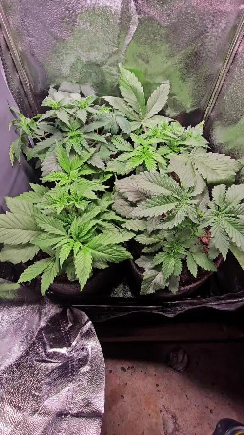 Speed Queen - Mandala Seeds (Minigrow)