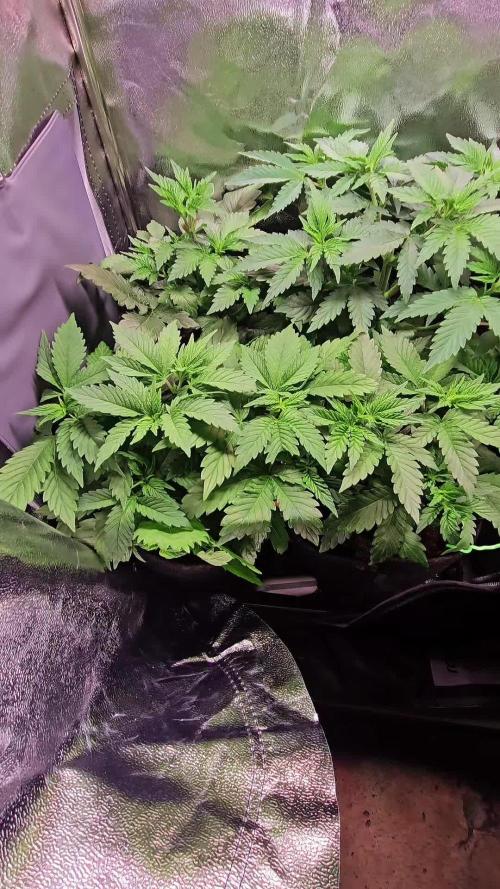 Speed Queen - Mandala Seeds (Minigrow)