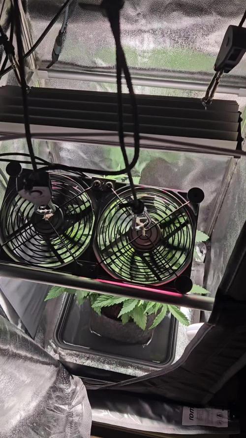 Speed Queen - Mandala Seeds (Minigrow)