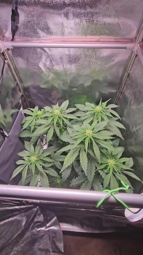 Speed Queen - Mandala Seeds (Minigrow)