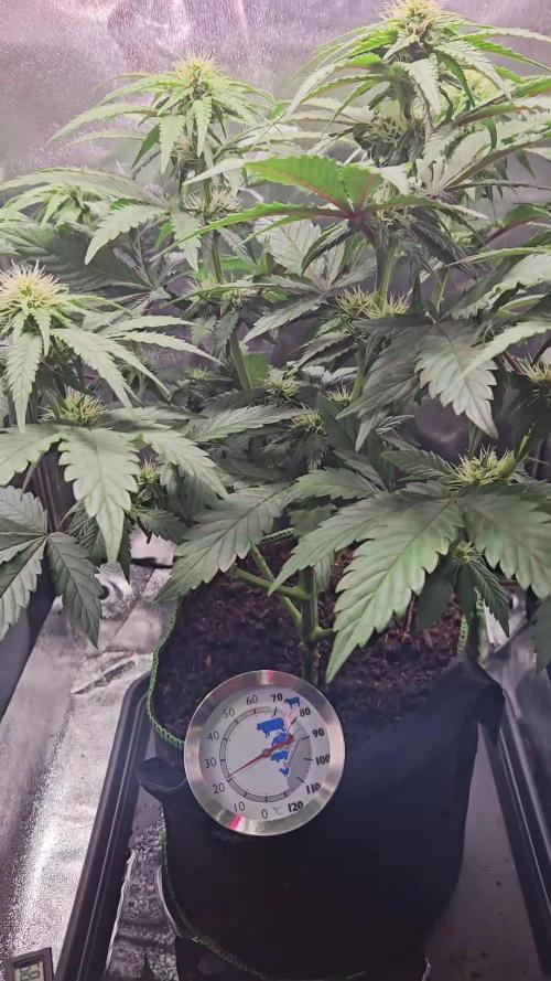 Speed Queen - Mandala Seeds (Minigrow)