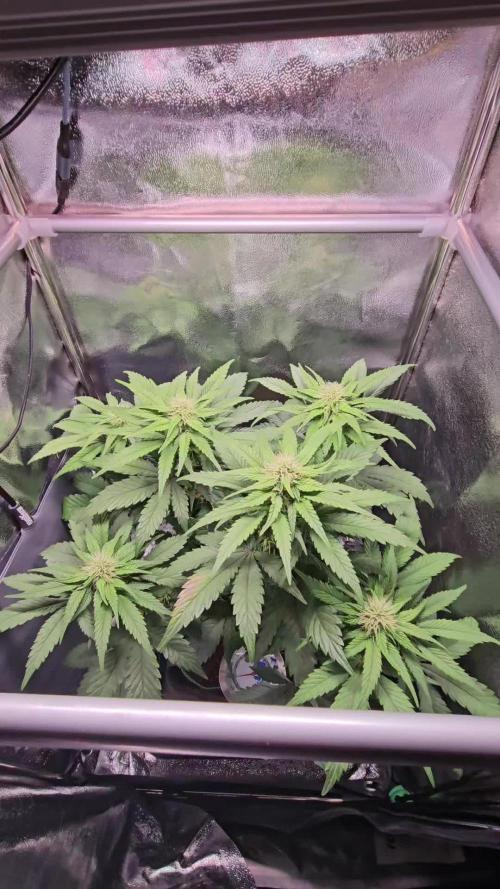 Speed Queen - Mandala Seeds (Minigrow)