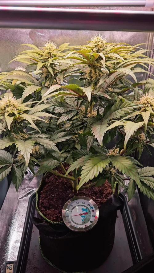 Speed Queen - Mandala Seeds (Minigrow)