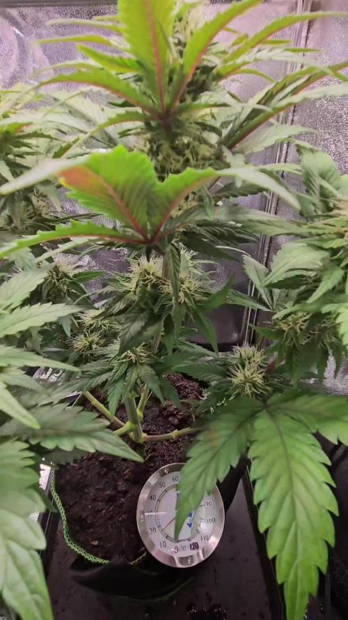 Speed Queen - Mandala Seeds (Minigrow)