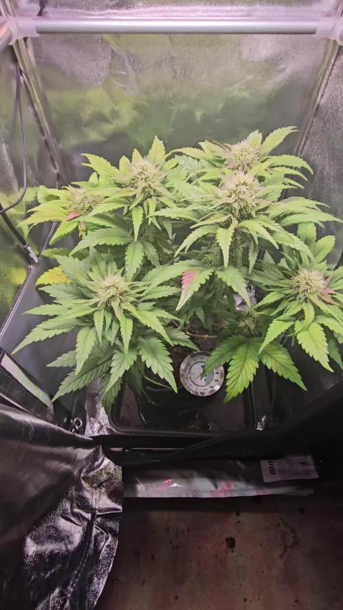 Speed Queen - Mandala Seeds (Minigrow)