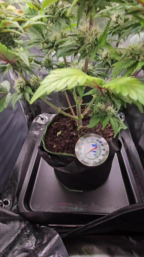 Speed Queen - Mandala Seeds (Minigrow)