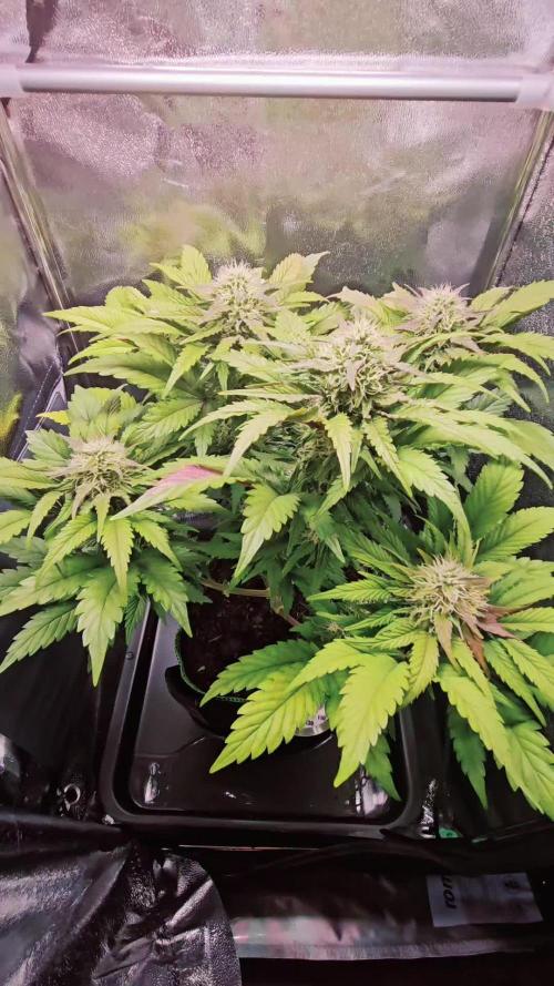 Speed Queen - Mandala Seeds (Minigrow)