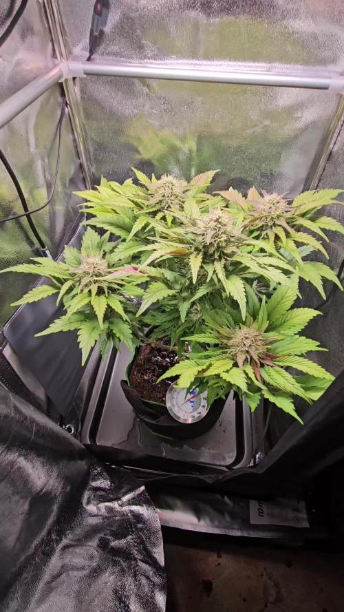 Speed Queen - Mandala Seeds (Minigrow)